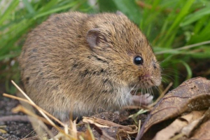 Obična polevka Obična polevka