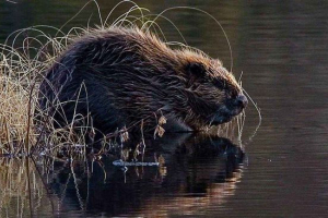 Običan ili eurozijski ili riječni dabar Običan ili eurozijski ili riječni dabar