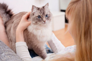 Umpujanje i znatiželjne činjenice o mački Umpujanje i znatiželjne činjenice o mački