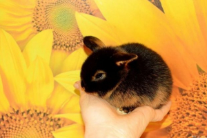 Vatrogasni patuljak Vatrogasni patuljak