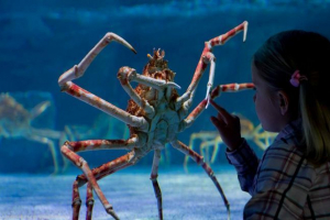 Ogromna rakova smjestila se u britanskom oceaniruimu Ogromna rakova smjestila se u britanskom oceaniruimu