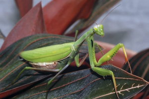 Je rođenje muškarca za muškarca opasno? Je rođenje muškarca za muškarca opasno?