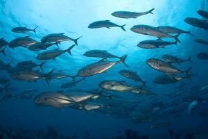 Opis i imena morskih ribljih vrsta Opis i imena morskih ribljih vrsta