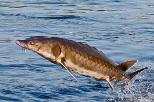 Ostr sakhalinsky Ostr sakhalinsky