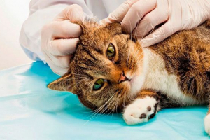 Otitis u mački - kako se manifestuje? Otitis u mački - kako se manifestuje?