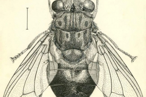 Vode - insekti paraziti Vode - insekti paraziti
