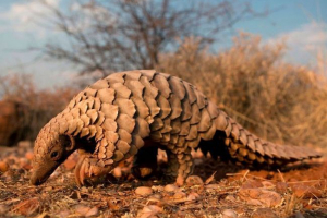 Pangolin Pangolin