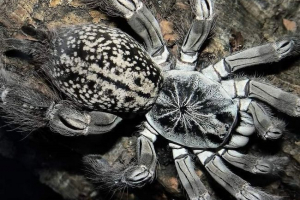 Spider-babul - otrovni spiderman Spider-babul - otrovni spiderman