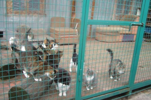 Perm penzioner pokazao je sve svoje štedne mačke Perm penzioner pokazao je sve svoje štedne mačke