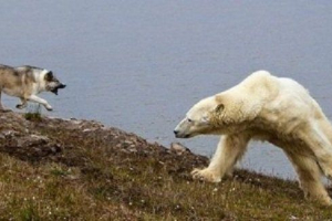 Pas brodskih ploča, poznat po svojoj ljubaznosti, ranjen je bijelim medvjedom Pas brodskih ploča, poznat po svojoj ljubaznosti, ranjen je bijelim medvjedom