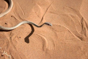 Pješčana zmija ili zerig Pješčana zmija ili zerig