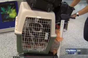 Pilot obloge prekinuo je transatlantski let za spašavanje psa