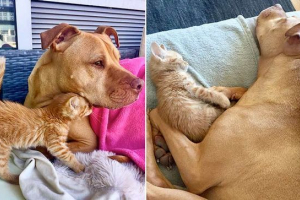 Pitbul je dao mače, a on je postao njegov drugi otac Pitbul je dao mače, a on je postao njegov drugi otac