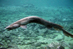 Plachen-grejder. Ona je planirana morski pas Plachen-grejder. Ona je planirana morski pas