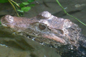 Po ulicama ryazana, krokodil luta