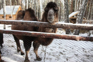 Na ulicama ufa šetaju pobjećim kamilom Na ulicama ufa šetaju pobjećim kamilom