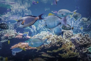 Zašto i kako ribe dišu pod vodom Zašto i kako ribe dišu pod vodom