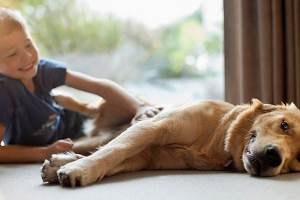 Izbor 40 najboljih pasa o psima