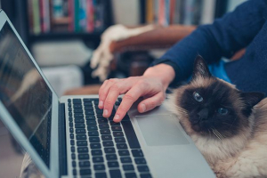 Izbor najboljih navodnika i aforizmi o mački Izbor najboljih navodnika i aforizmi o mački