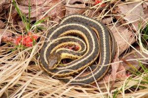 Podvezica zmija batler: šarene fotografije gmilašta Podvezica zmija batler: šarene fotografije gmilašta