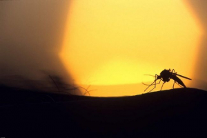 Polarni komarci ploviće zemljište u slučaju klimatskih promjena Polarni komarci ploviće zemljište u slučaju klimatskih promjena