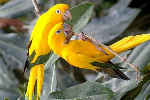 Papagaji: vrsta, stil života, hrana, zanimljive informacije