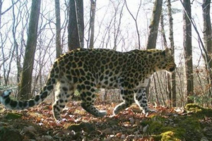 Pogođeni primorski leopard uskoro će osjetiti slobodu Pogođeni primorski leopard uskoro će osjetiti slobodu