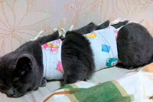 Pravila testiranja popona na mački nakon operacije Pravila testiranja popona na mački nakon operacije