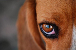 Uzroci, dijagnoza i liječenje crvenih očiju u psu