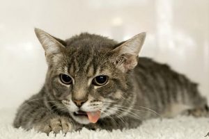 Uzroci i liječenje povraćanja na mački nakon jela Uzroci i liječenje povraćanja na mački nakon jela