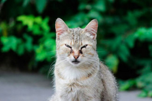 Uzroci i liječenje smeđeg pražnjenja očiju od mačaka