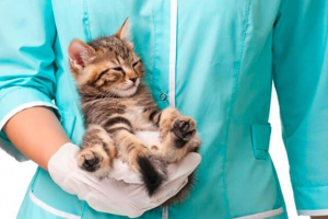 Uzroci, simptomi i liječenje koronavirusa u mački Uzroci, simptomi i liječenje koronavirusa u mački