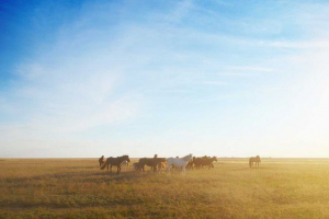 Priroda, flora i fauna kazahstana - karakteristike i fotografije Priroda, flora i fauna kazahstana - karakteristike i fotografije