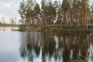 Priroda regije vladimir Priroda regije vladimir