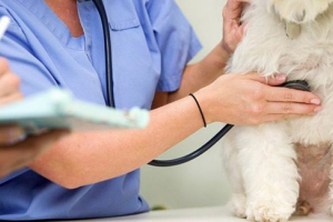 Znakovi i liječenje srčanog zatajenja kod pasa Znakovi i liječenje srčanog zatajenja kod pasa