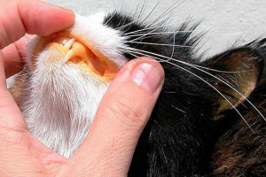 Znakovi bubrežne amiloidoze u mački Znakovi bubrežne amiloidoze u mački