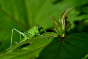 Insekti sa nepotpunom transformacijom Insekti sa nepotpunom transformacijom
