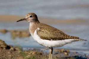 Bird kulik Bird kulik