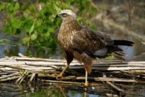Marsh harrier