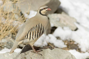 Porodica pheasanov