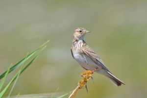Polje lark Polje lark