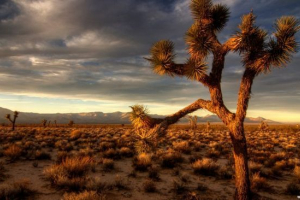 Pustinje i polu pustinje rusije Pustinje i polu pustinje rusije