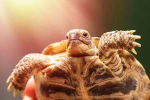 Dijeta zemljišnih kornjača - što može i ne može se hraniti Dijeta zemljišnih kornjača - što može i ne može se hraniti