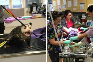 Ranjeni opossum pokazao je čuda preživljavanja Ranjeni opossum pokazao je čuda preživljavanja
