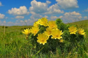 Fall biljke (lutikovska porodica)