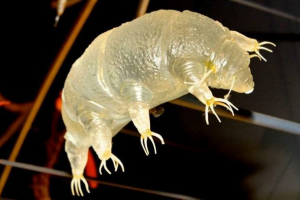 Nadovoljan za 30 godina: naučnici su oživjeli vodeni medvjed Nadovoljan za 30 godina: naučnici su oživjeli vodeni medvjed