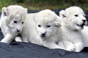 Rostov zoo je primio rijedak poklon