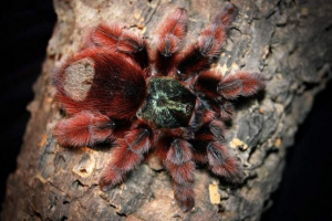 Pink tarantula, on je tropsko perad Pink tarantula, on je tropsko perad