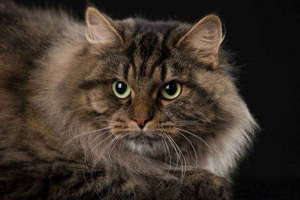 Groznice ruske mačke - lista, karakteristike i fotografije Groznice ruske mačke - lista, karakteristike i fotografije