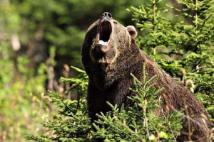 Najviši životinje svijeta